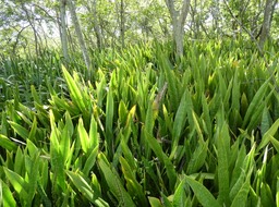 Sansevieria metallica - Langue de belle-mère - ASPARAGACEAE - EE