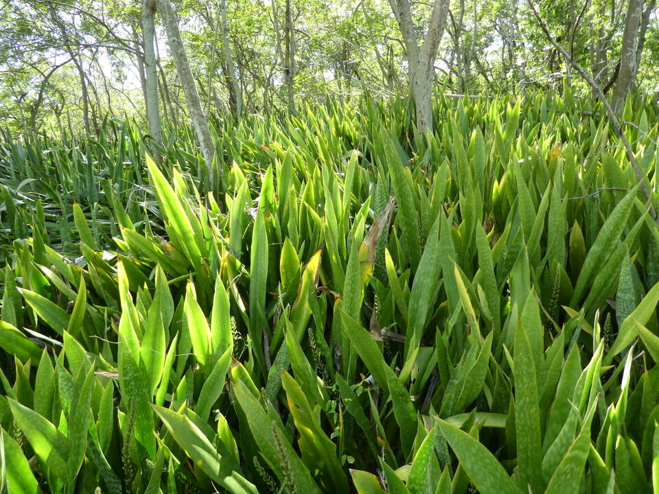 Sansevieria metallica - Langue de belle-mère - ASPARAGACEAE - EE