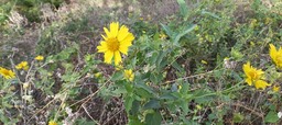 Verbesina enceloides - ASTERACEAE - Exotique