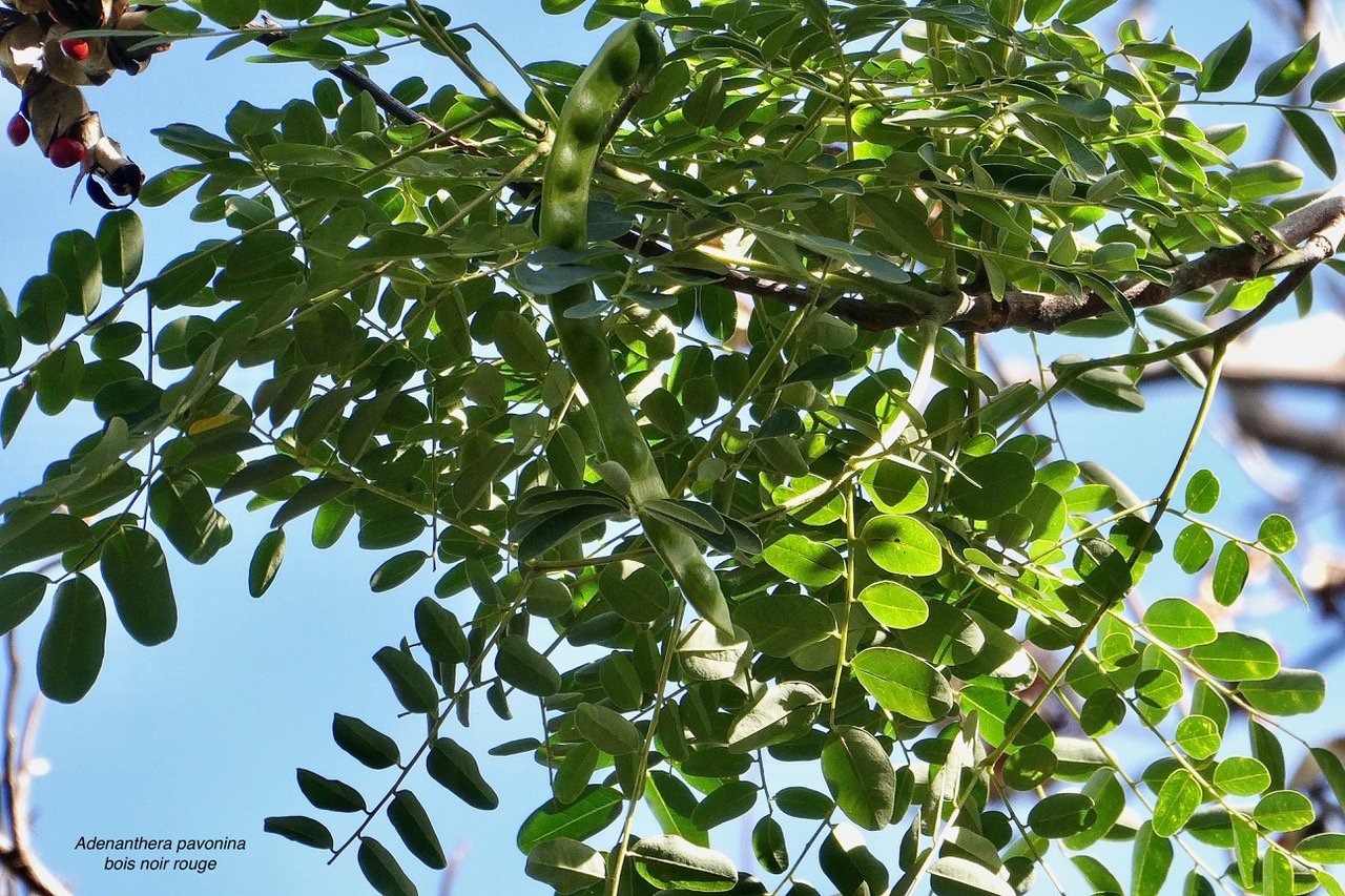 Adenanthera pavonina .bois noir rouge.arbre collier.( avec fruit vert ) fabaceae.espèce cultivée..jpeg