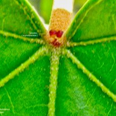 Aleurites moluccanus.bancoul.bancoulier.euphorbiaceae.sténonaturalisé. (1).jpeg