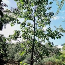 Aleurites moluccanus.bancoul.bancoulier.euphorbiaceae.sténonaturalisé..jpeg