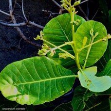 Anacardium occidentale.pomme cajou.anacardier.anacardiaceae.exotique cultivé..jpeg