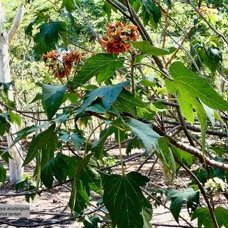 Dombeya acutangula. subsp. acutangula var.palmata.mahot tantan.malvaceae.endémique Réunion? (1).jpeg