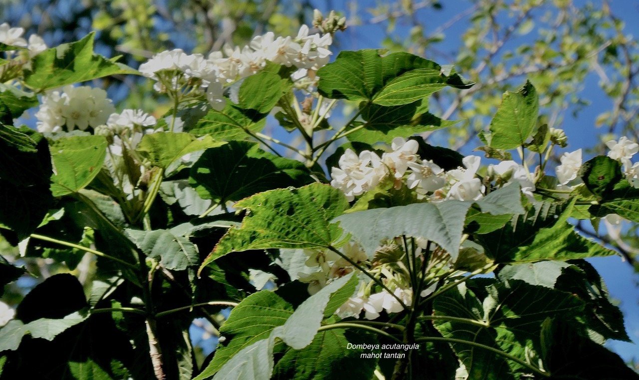 Dombeya acutangula.mahot tantan.malvaceae.endémique Réunion Maurice Rodrigues. (1).jpeg