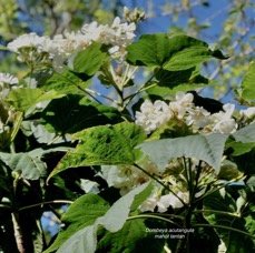 Dombeya acutangula.mahot tantan.malvaceae.endémique Réunion Maurice Rodrigues. (1).jpeg