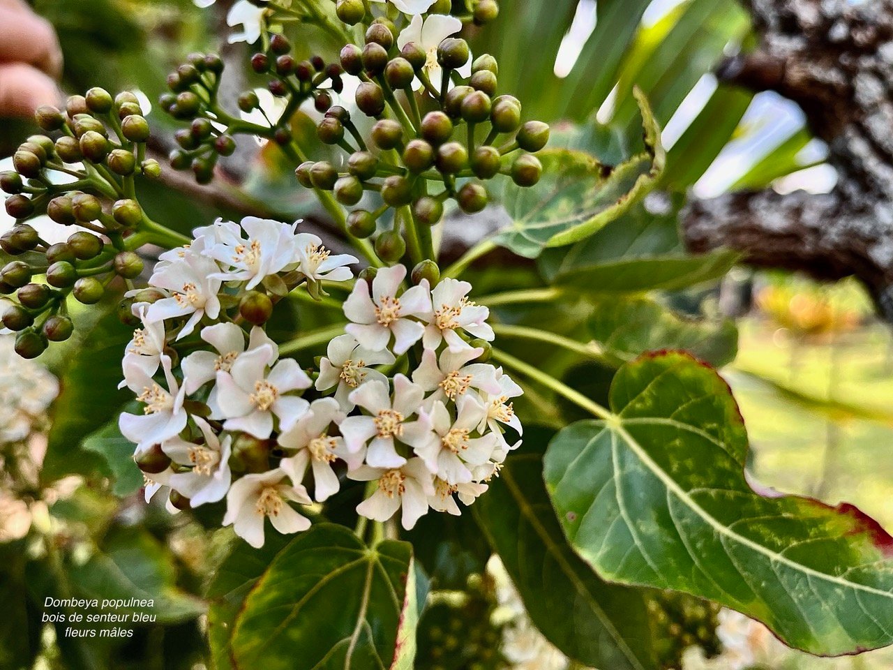 La photo des fleurs m&acirc;les du bois de senteur  a &eacute;t&eacute; faite mercredi au parcours sant&eacute; du Tampon et je la joins pour que l&rsquo;on puisse voir en m&ecirc;me temps les fleurs m&acirc;les et les fleurs femelles.