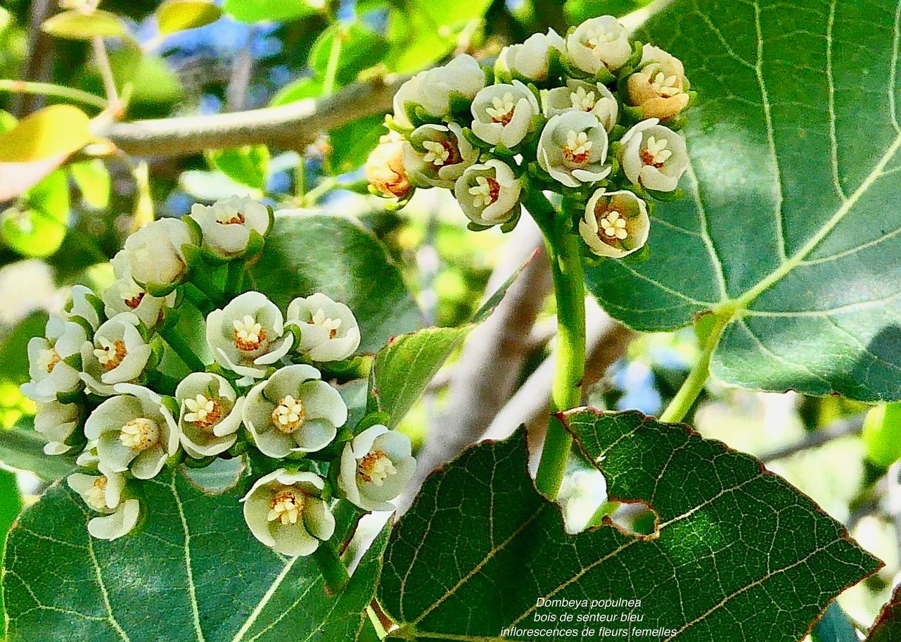 Dombeya populnea.bois de senteur bleu.mahot bleu.(espèce dioïque- pied femelle avec inflorescences de fleurs femelles ) malvaceae.endémique Réunion Maurice..jpeg