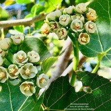 Dombeya populnea.bois de senteur bleu.mahot bleu.(espèce dioïque- pied femelle avec inflorescences de fleurs femelles ) malvaceae.endémique Réunion Maurice..jpeg