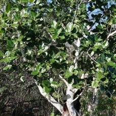 Ficus benghalensis .banian.figuier du Bengale.moraceae.espèce cultivée..jpeg