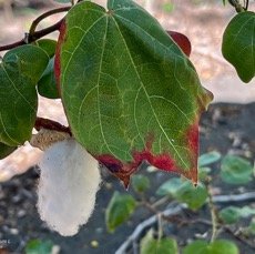 Gossypium L.coton.cotonnier .malvaceae.stenonaturalisé..jpeg