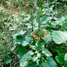 Leonotis nepetifolia.monte au ciel.pompon soldat.lamiaceae.assimilé indigène. (1).jpeg