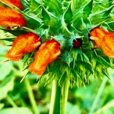 Leonotis nepetifolia.monte au ciel.pompon soldat.lamiaceae.assimilé indigène..jpeg
