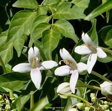 Millingtonia hortensis.bignonaceae.espèce exotique cultivée potentiellement envahissante..jpeg