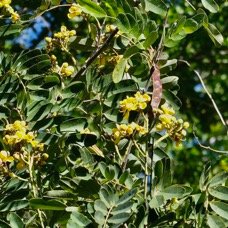Senna siamea.cassia du Siam.fabaceae.exotique.jpeg