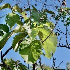 Tectona grandis.teck.lamiaceae.exotique cultivé. (2).jpeg