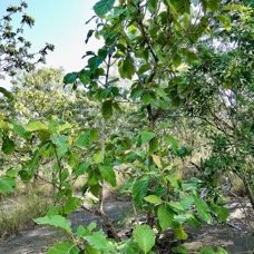 Tectona grandis.teck.lamiaceae.exotique cultivé..jpeg