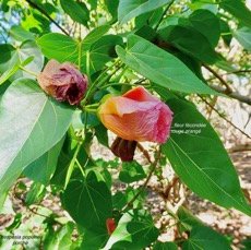Thespesia populnea.porché.bois de peinture.malvaceae.espèce cultivée. (1).jpeg
