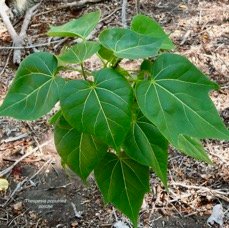 Thespesia populnea.porché.bois de peinture.malvaceae.espèce cultivée. (2).jpeg