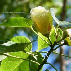 Thespesia populnea.porché.bois de peinture.malvaceae.espèce cultivée..jpeg