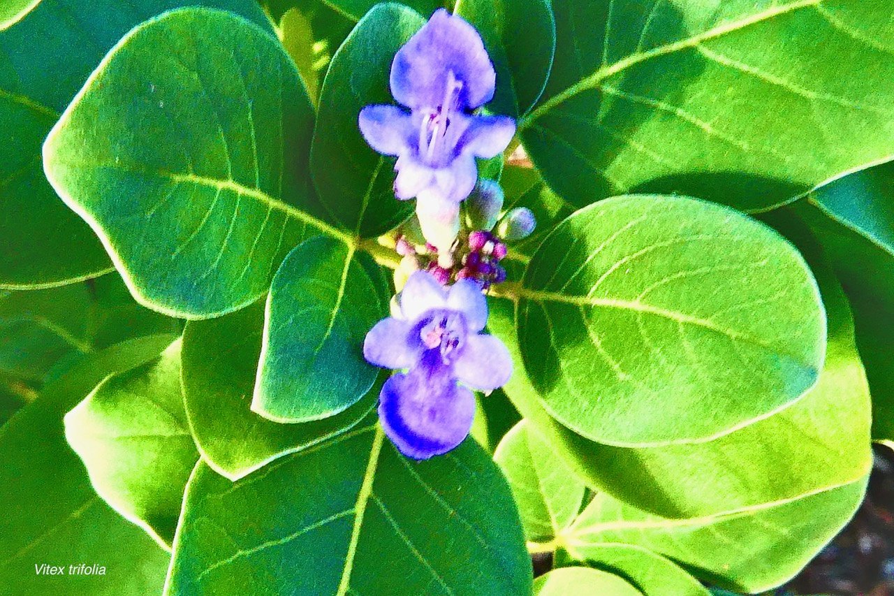 Vitex trifolia.lamiaceae.assimilé indigène.potentiellement envahissant  ..jpeg