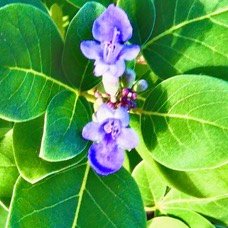 Vitex trifolia.lamiaceae.assimilé indigène.potentiellement envahissant  ..jpeg
