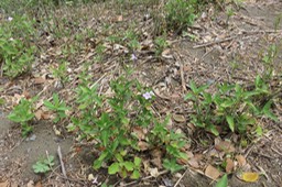 1 Asystasia gangetica - Herbe le rail - Acanthaceae - Exotique : Afrique tropicale, Arabie, Asie tropicale