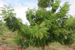 12 Azadirachta indica A. Juss. - Neem, Lilas de Perse - Meliaceae - Exotique : Inde