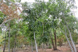 13 Khaya senegalensis - Acajou du Sénégal -MELIACEE - Afrique occidentale