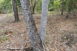 14 Khaya senegalensis - Acajou du Sénégal -MELIACEE - Afrique occidentale