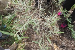 15 Indigofera ammoxylum  (DC.) Polhill - Bois de sable - Fabaceae -Endémique Réunion