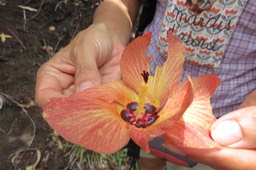 18 Hibiscus tiliaceus L. - Mahot bord de mer/Mova - Malvaceae - Exotique