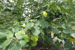 19 Hibiscus tiliaceus L. - Mahot bord de mer/Mova - Malvaceae - Exotique