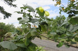 20 Hibiscus tiliaceus L. - Mahot bord de mer/Mova - Malvaceae - Exotique