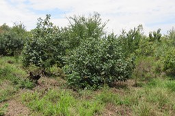 22 Hibiscus tiliaceus L. - Mahot bord de mer/Mova - Malvaceae - Exotique