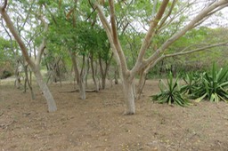 25 Albizia saman (ex. Samanea saman) - Arbre  à pluie - Fabaceae - Amérique du Sud