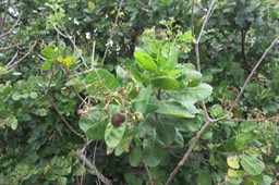 26 Anacardium occidentale L. - - Anacardiaceae - Exo. Amérique du Sud