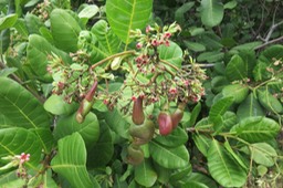 28 Anacardium occidentale L. - - Anacardiaceae - Exo. Amérique du Sud