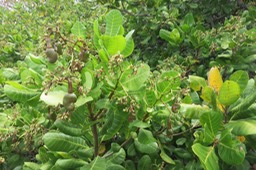 32 Anacardium occidentale L. - - Anacardiaceae - Exo. Amérique du Sud