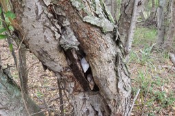 4 Achatine (Lissachatina fulica),  réapparaissant avec les pluies d'hier