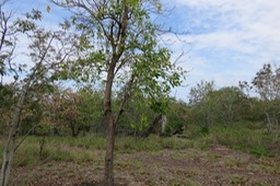 5 Tabebuia rosea - Calice du pape - Bignoniaceae - Exotique : Amérique centrale