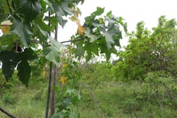 7 Aleurites moluccanus (L.) Willd - Bancoulier - Euphorbiaceae - Asie tropicale et Océanie