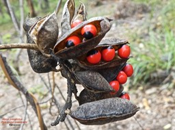 Abrus precatorius  Cascavelle  Pois rouge P1260963
