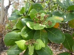 Anacardium occidentale     anacardier P1270232