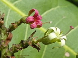 Anacardium occidentale  anacardier P1270201