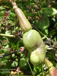 Anacardium occidentale  Anacardier P1270204