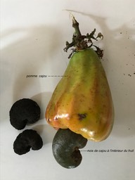Anacardium occidentale AnacardierIMG_7829