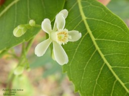 Azadirachta indica . Neem  P1260991