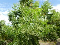 Azadirachta indica  Neem  P1270137