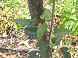 Dombeya populnea  boid de senteur bleu  P1270143